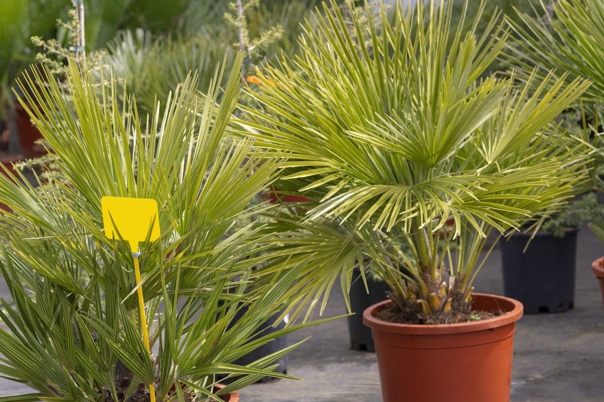 chamaerops humilis