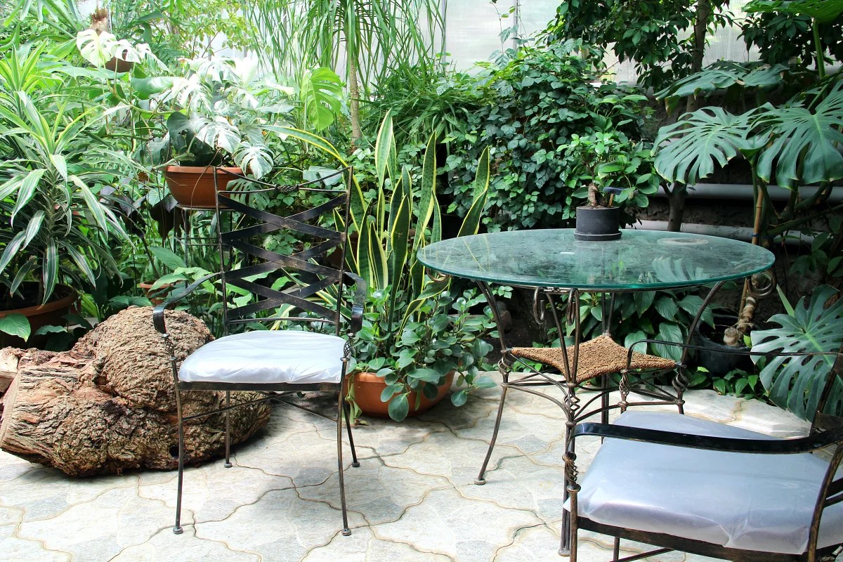 house plants outside in summer