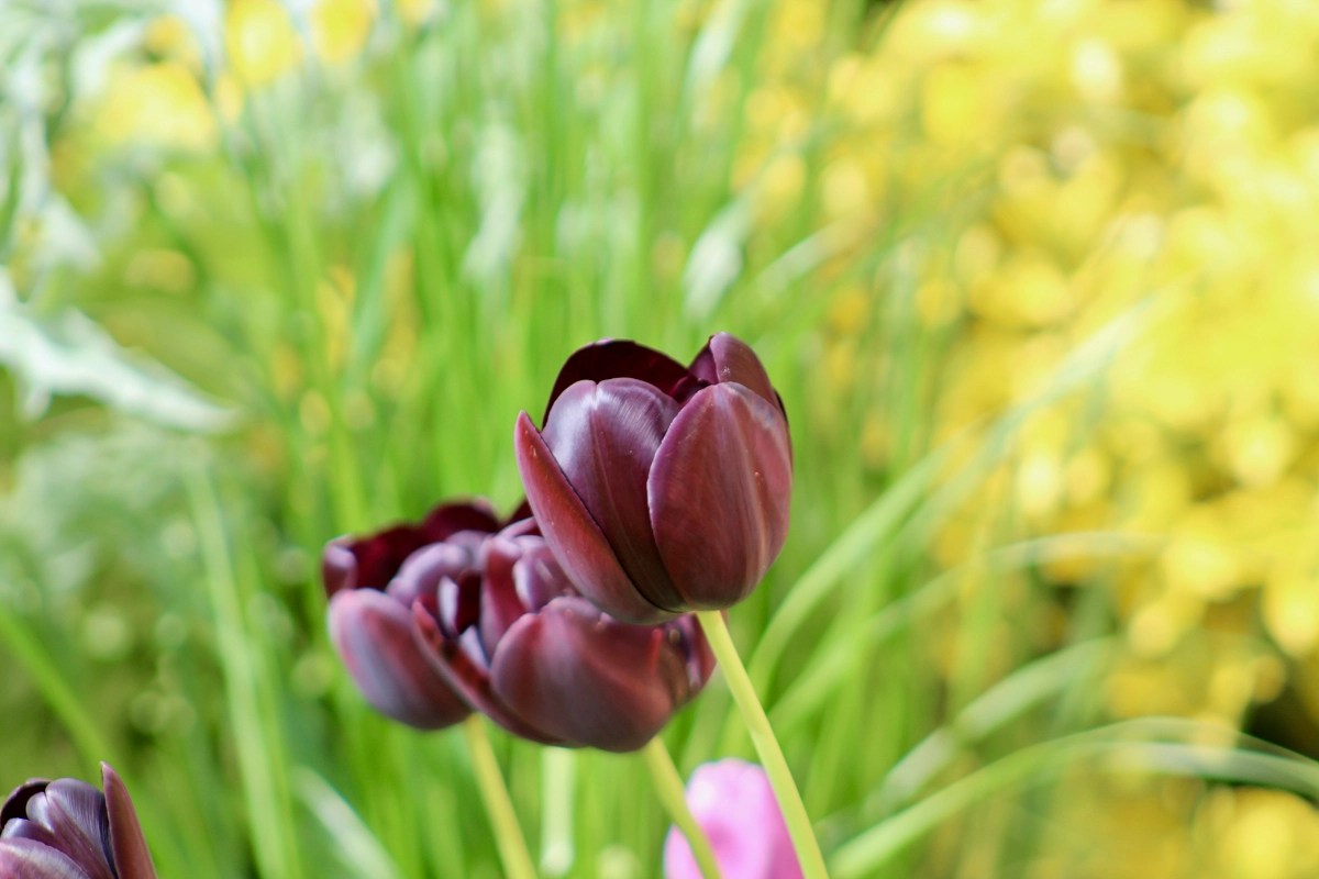 Tulip Queen of the Night