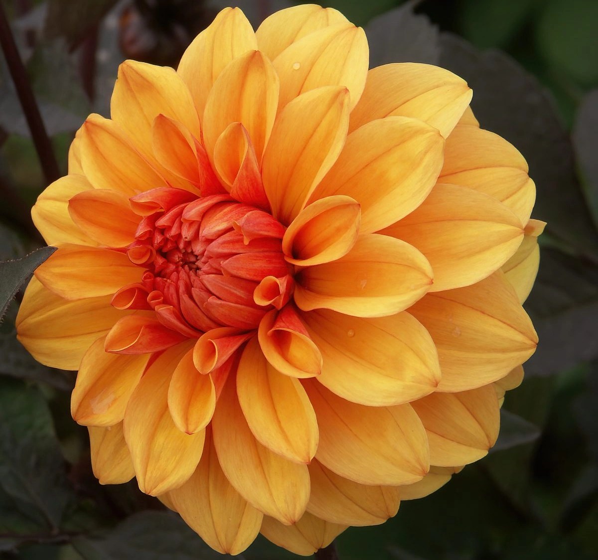 Orange Dahliaa: Dahlia David Howard