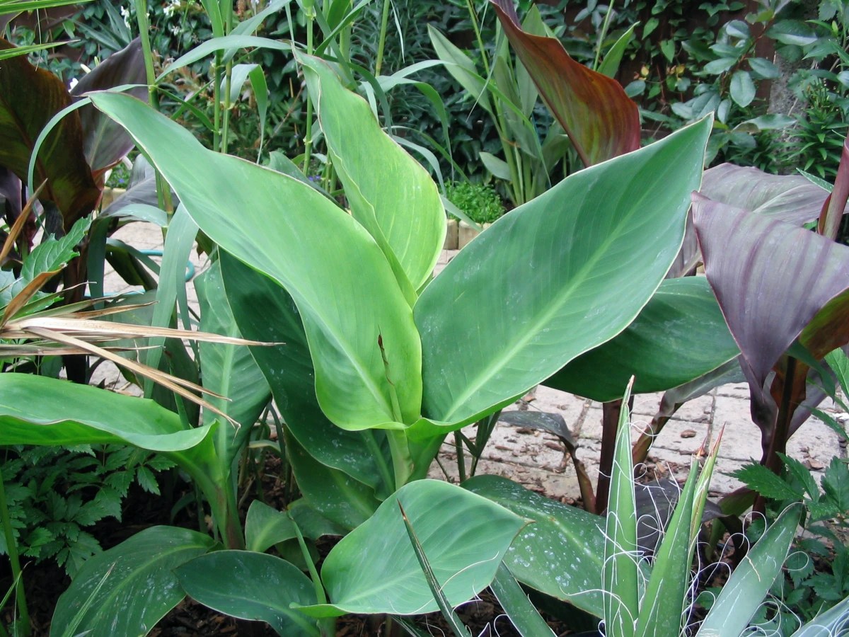 Cannas