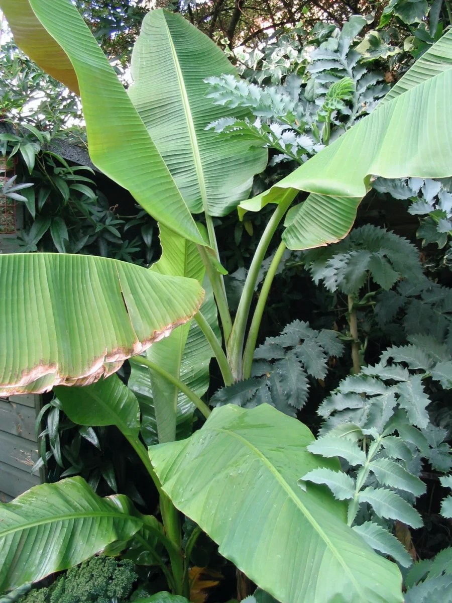 Hardy exotic plants - Musa basjoo