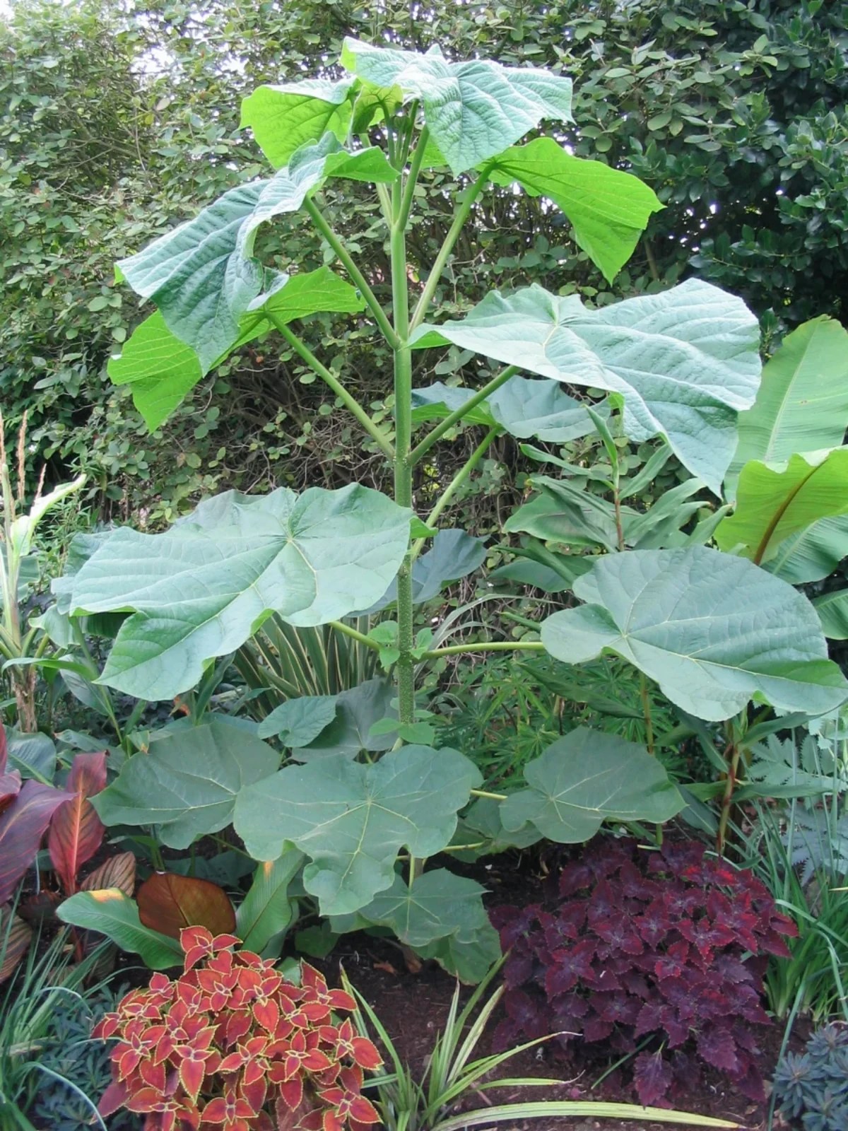 Paulownia tomentosa