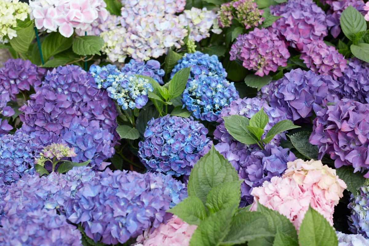 Hydrangea macrophylla
