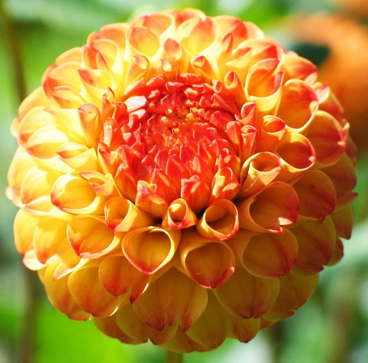 Orange dahlias: Dahlia Ginger Willo