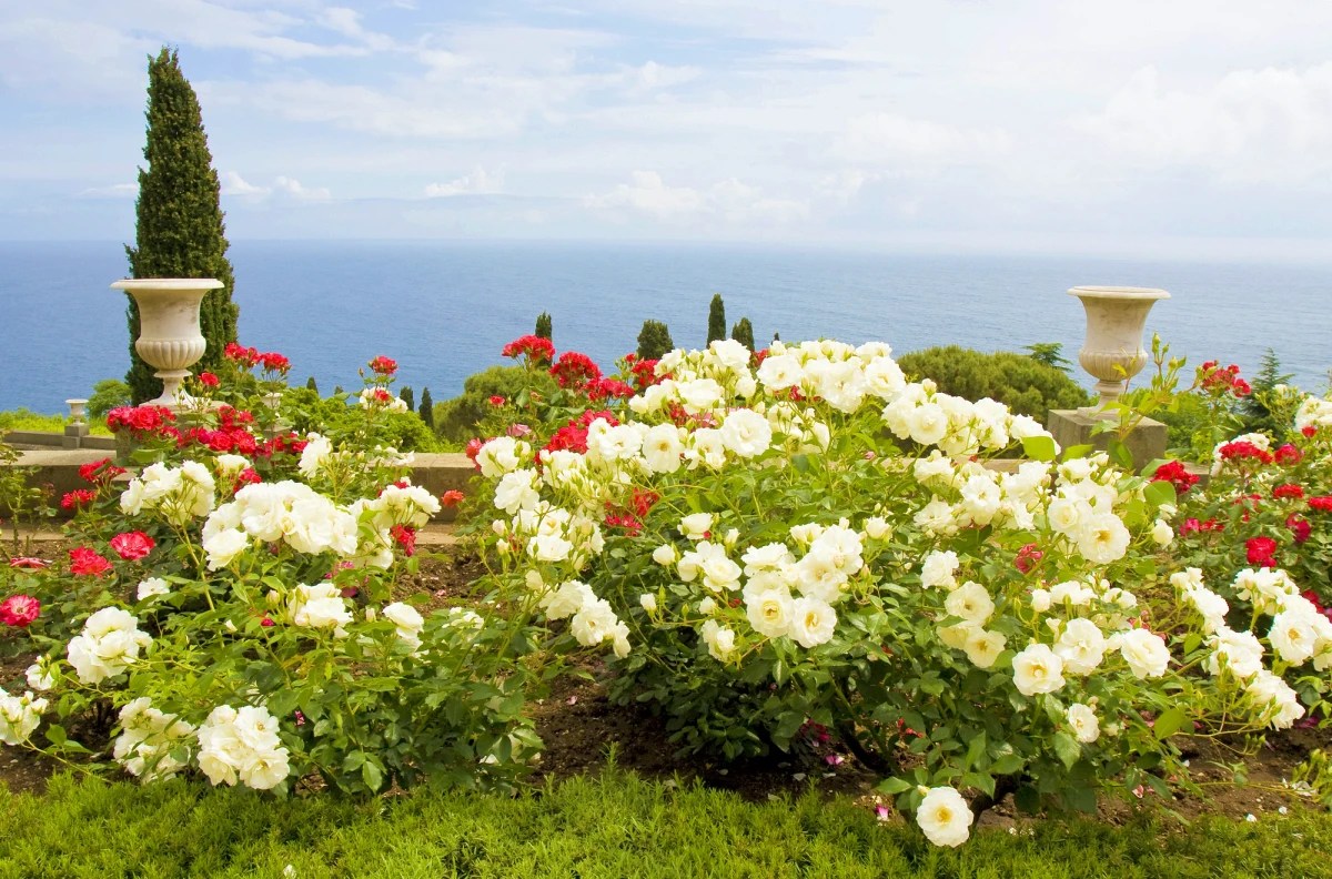 Roses - summer flowering shrubs