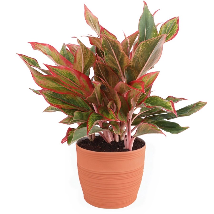 Aglaonema Crete