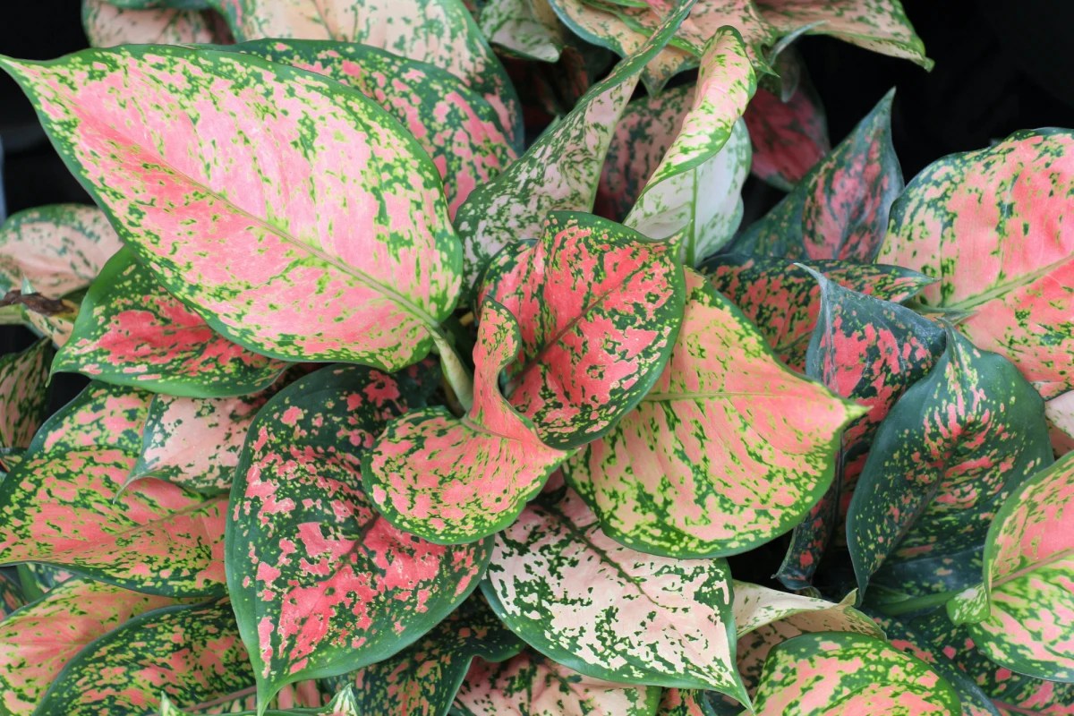 Aglaonema wishes