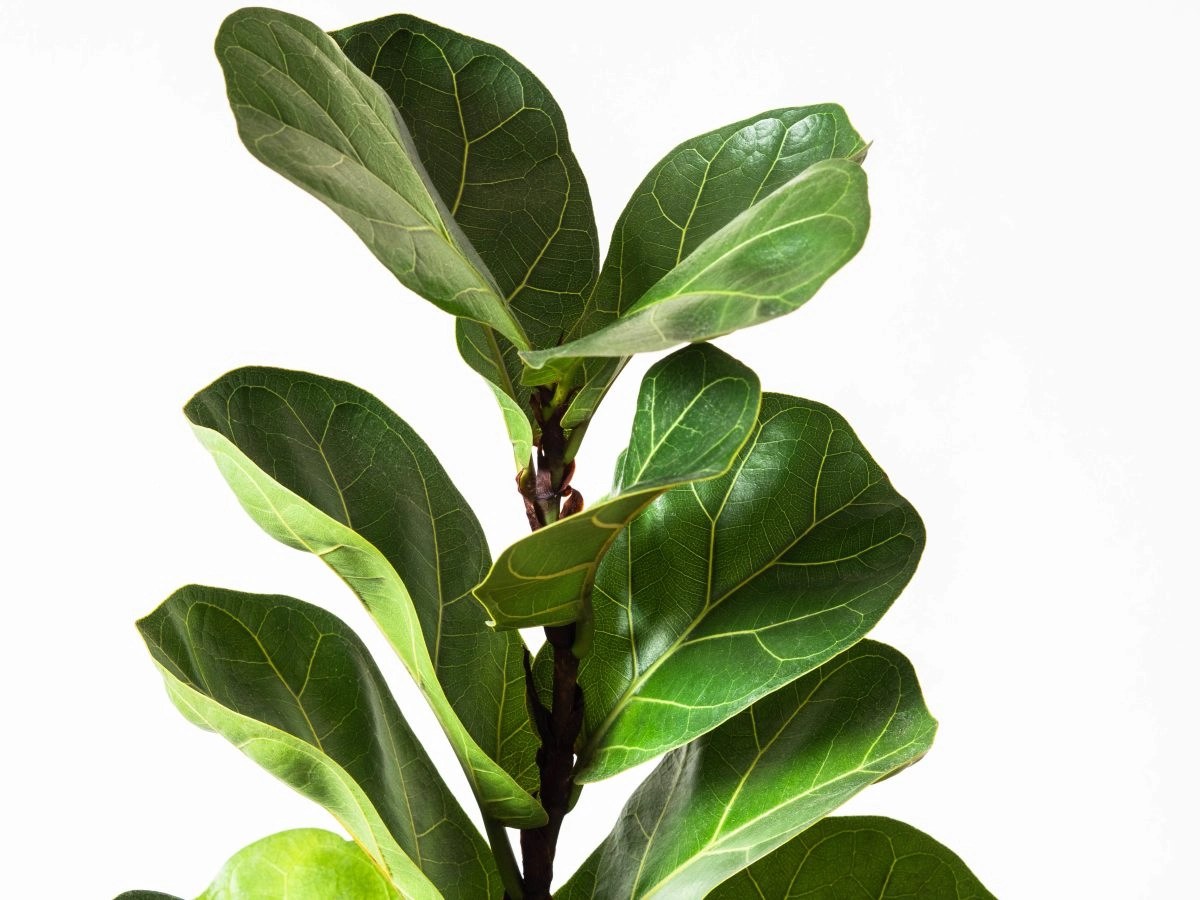 Fiddle leaf fig leaves
