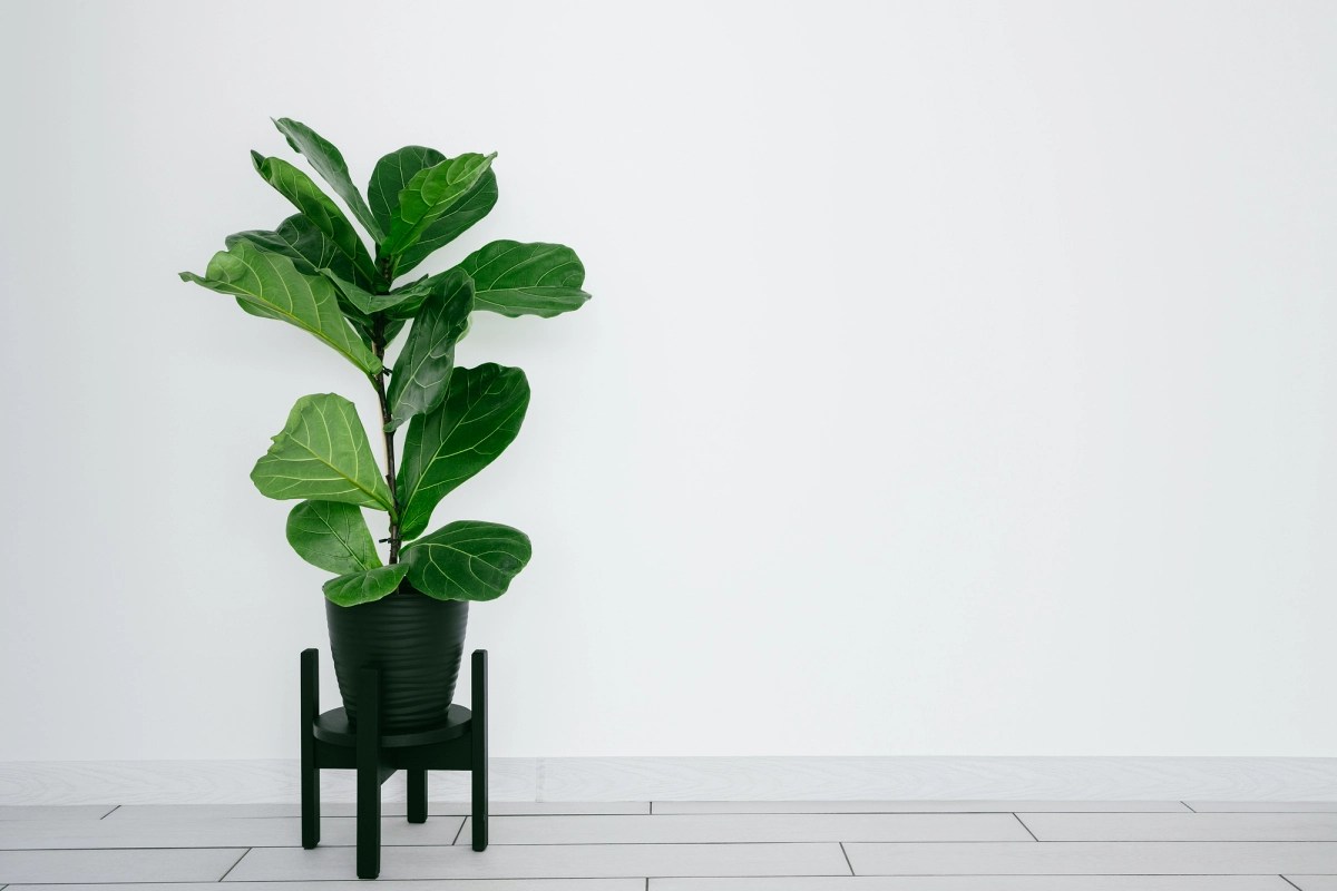 Ficus lyrata