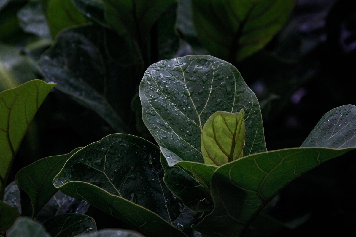 Ficus lyrata