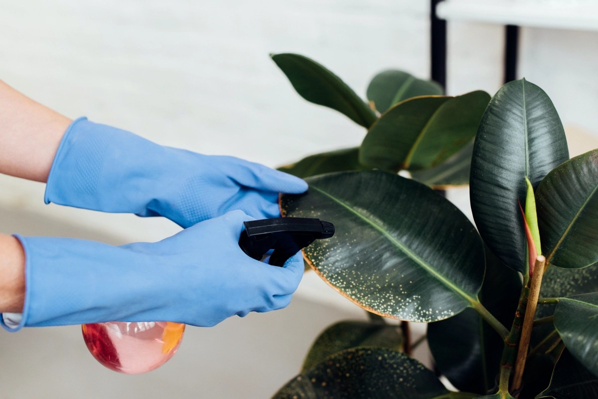 Growing Ficus elastica the complete guide