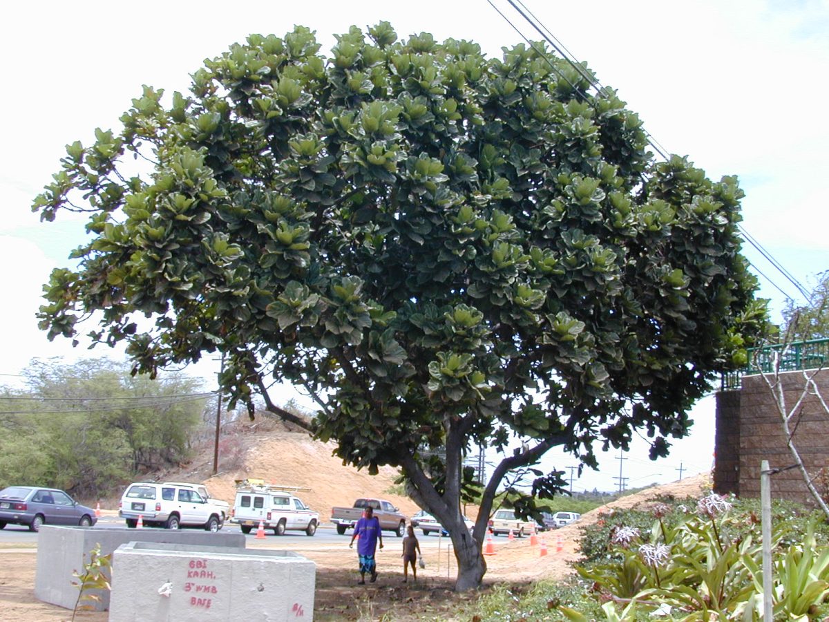 Ficus lyrata