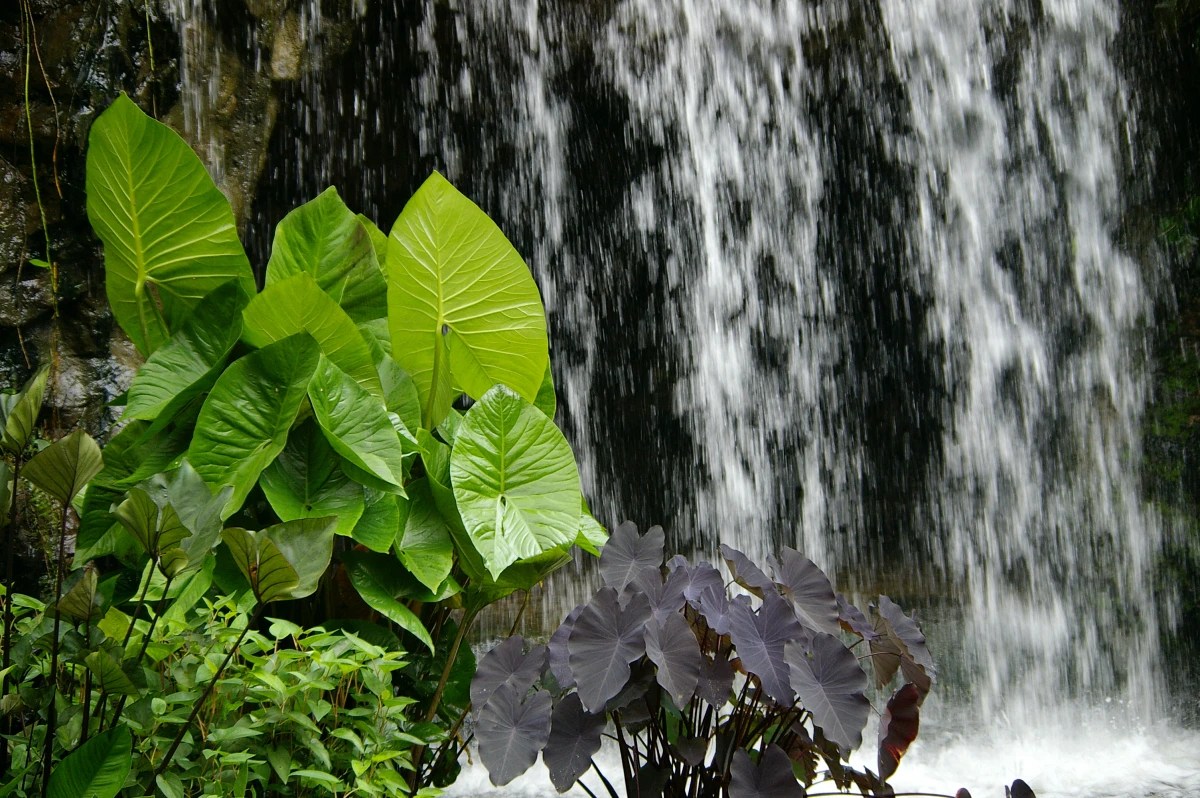 lush tropical garden plants - tropical plants - Alocasia