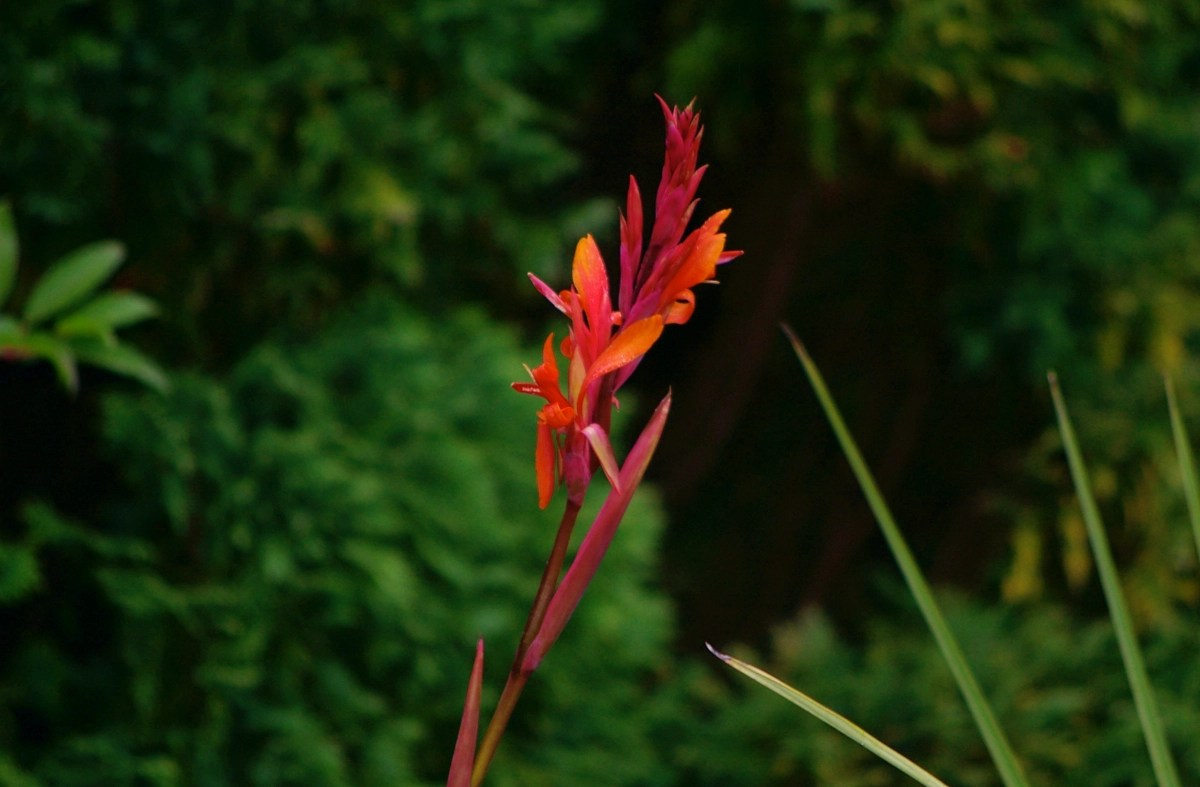 tropical plants - cann flower