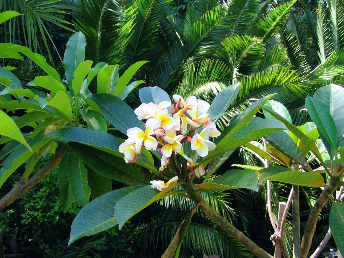 tropical plants - plumeria