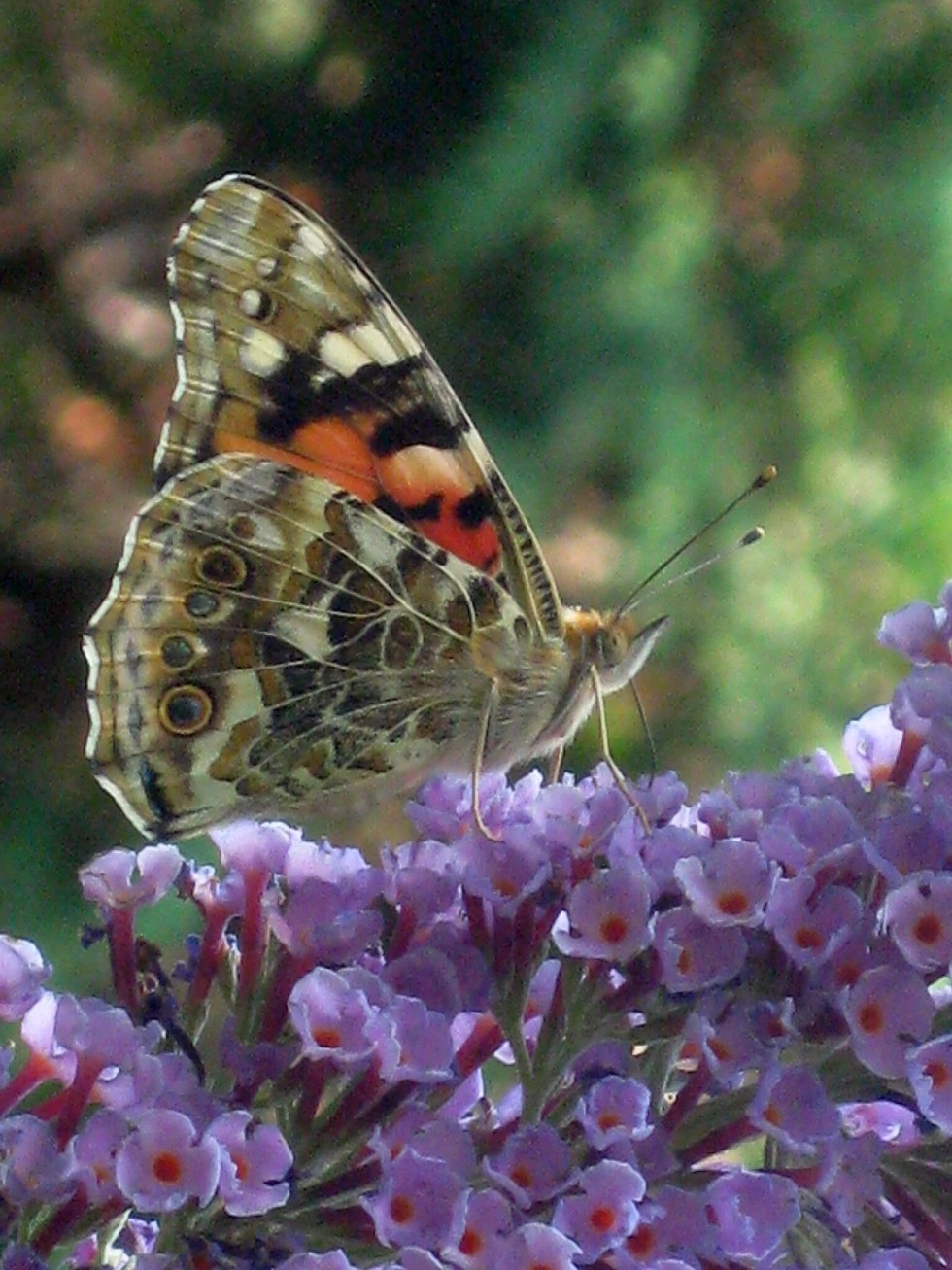 Butterfly bush with butterflies in a vibrant garden