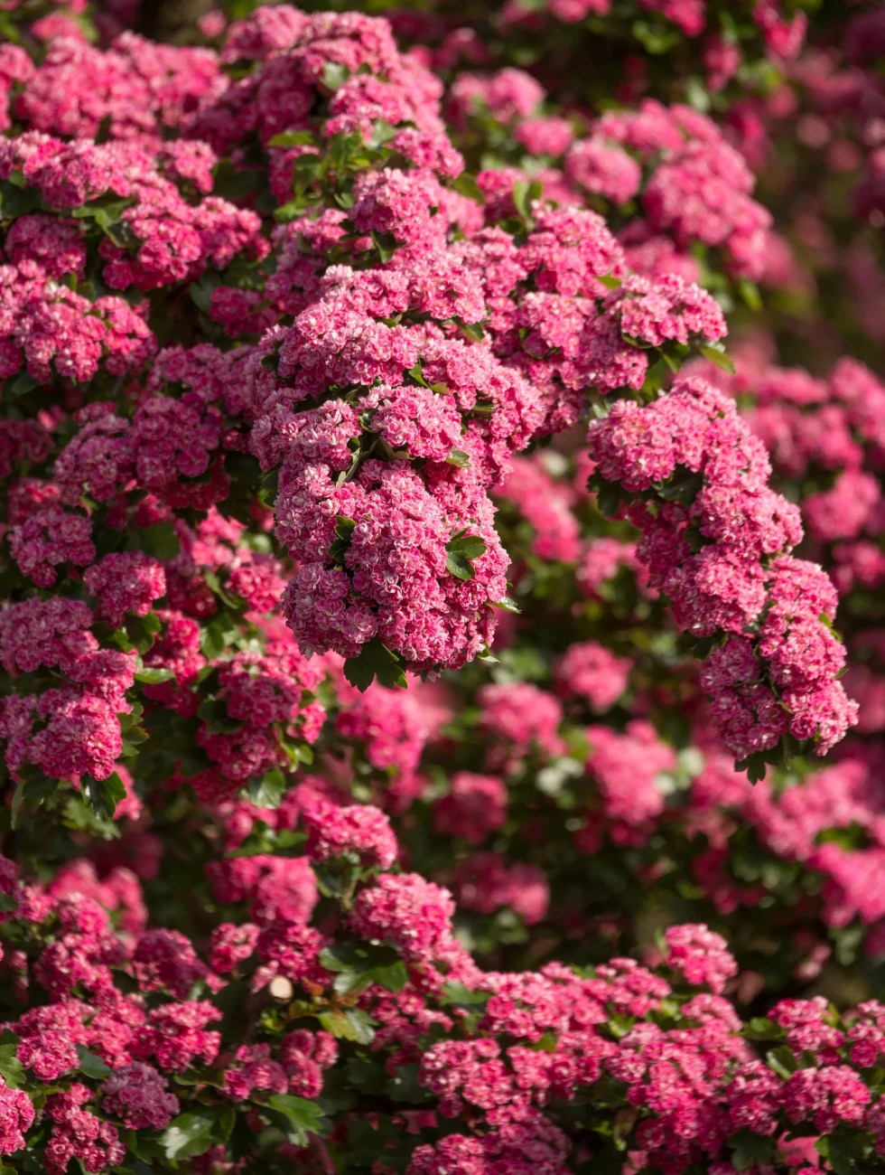 spring flowering shrubs - hawthorn