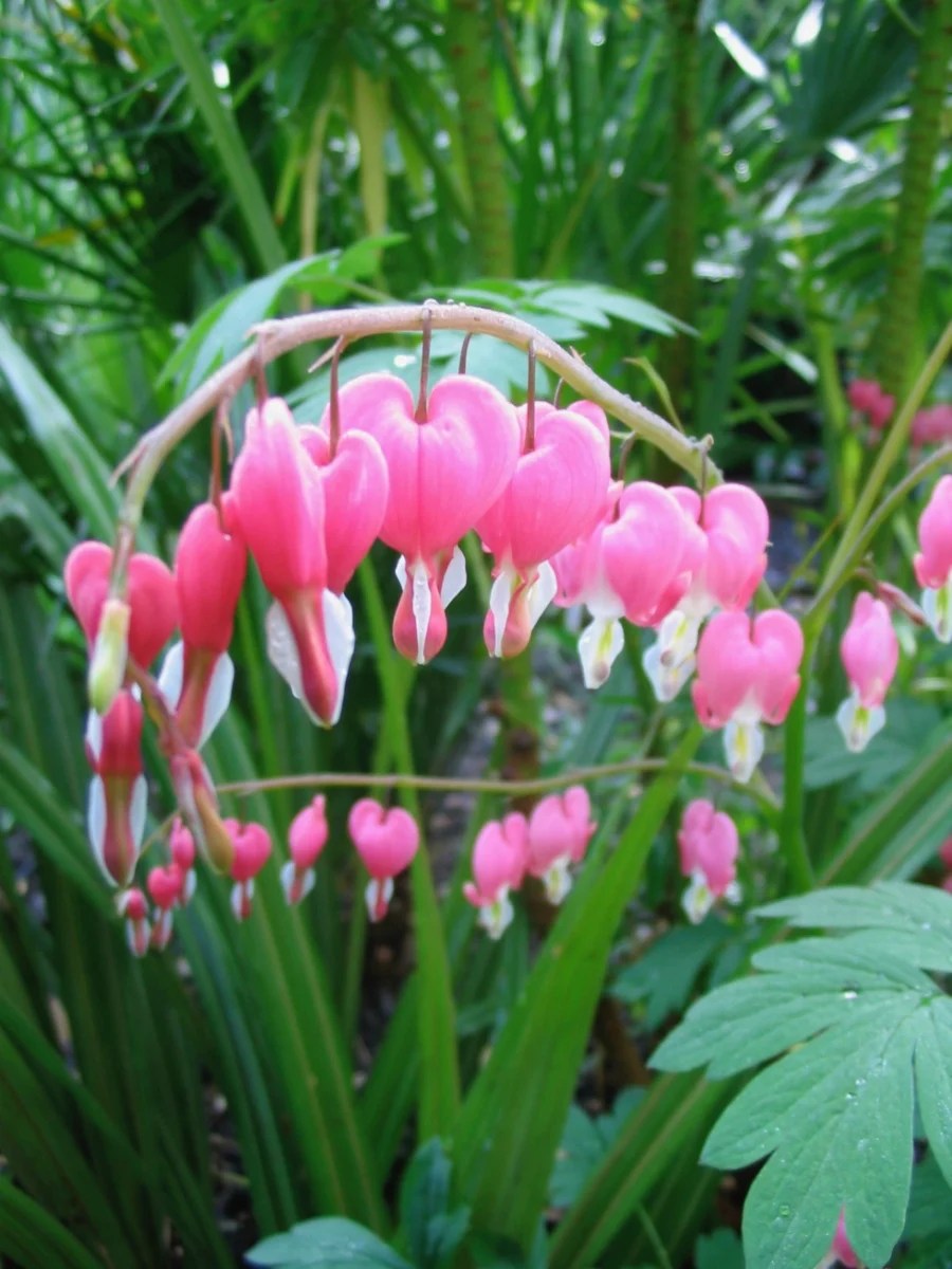Lamprocapnos spectabilis (or Bleeding Hearts)