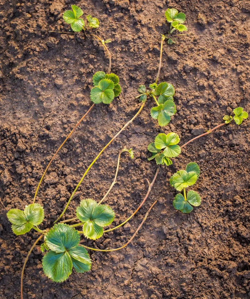 Strawberry plant runners