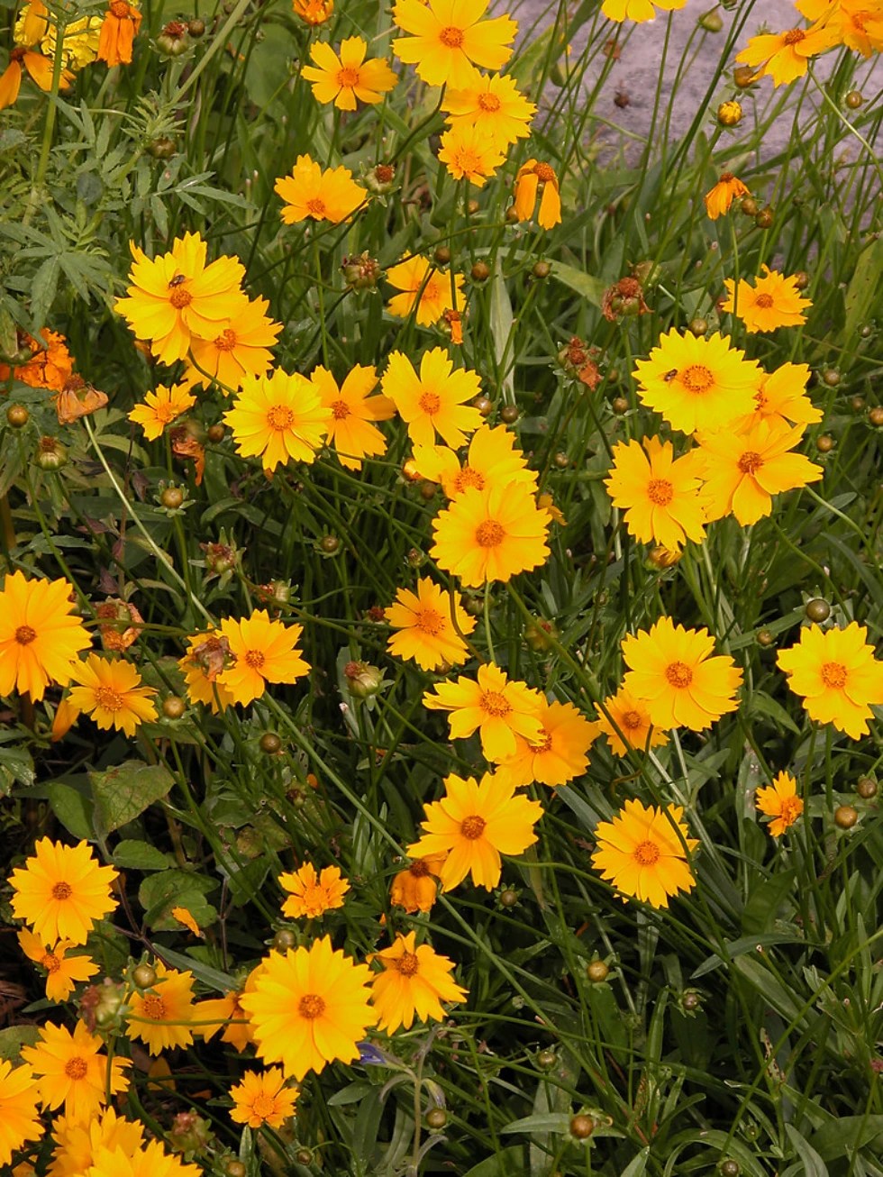 coreopsis