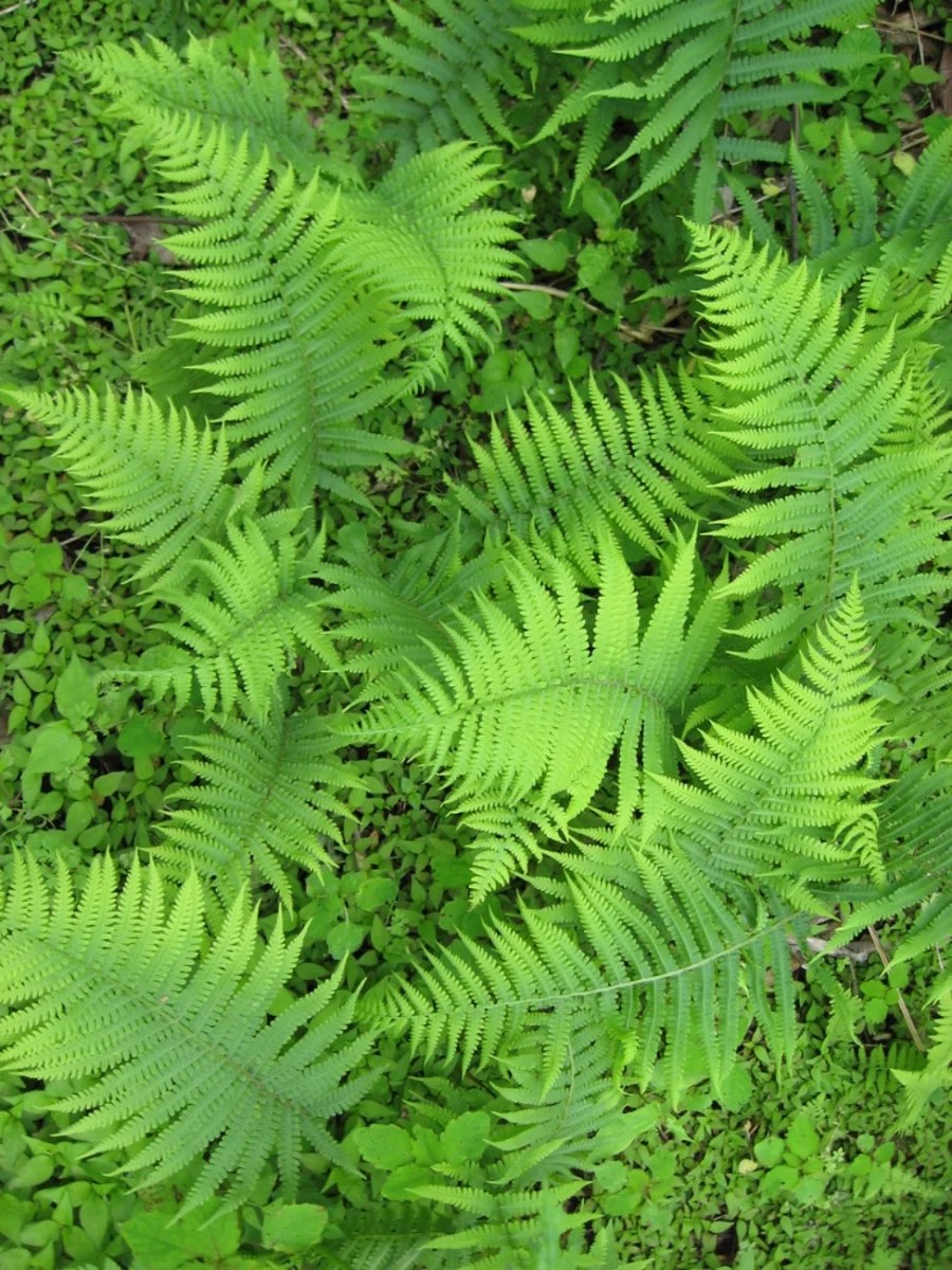 Ferns