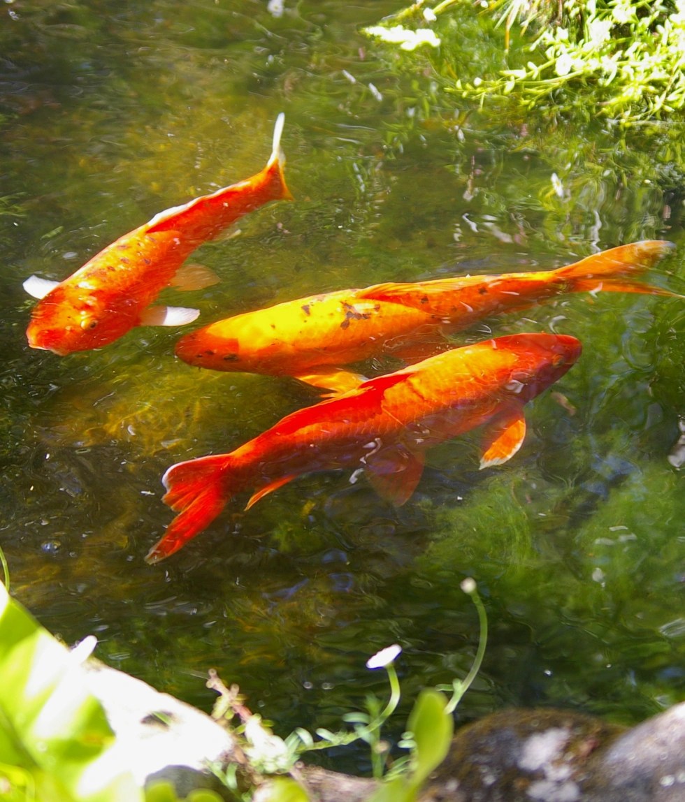 tropical garden water feature - koi carp