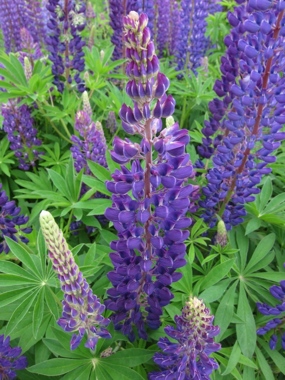lupins