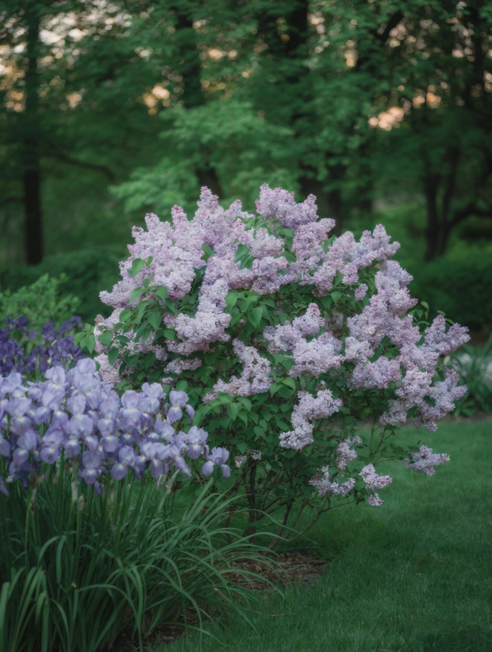 Dwarf Korean Lilac Tree (Syringa meyeri &lsquo;Palibin&rsquo;)