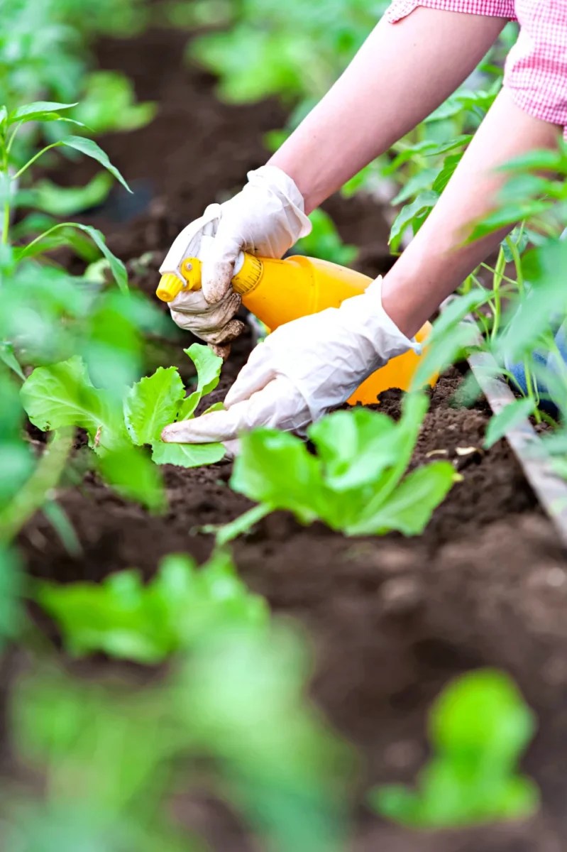 baking soda plant spray
