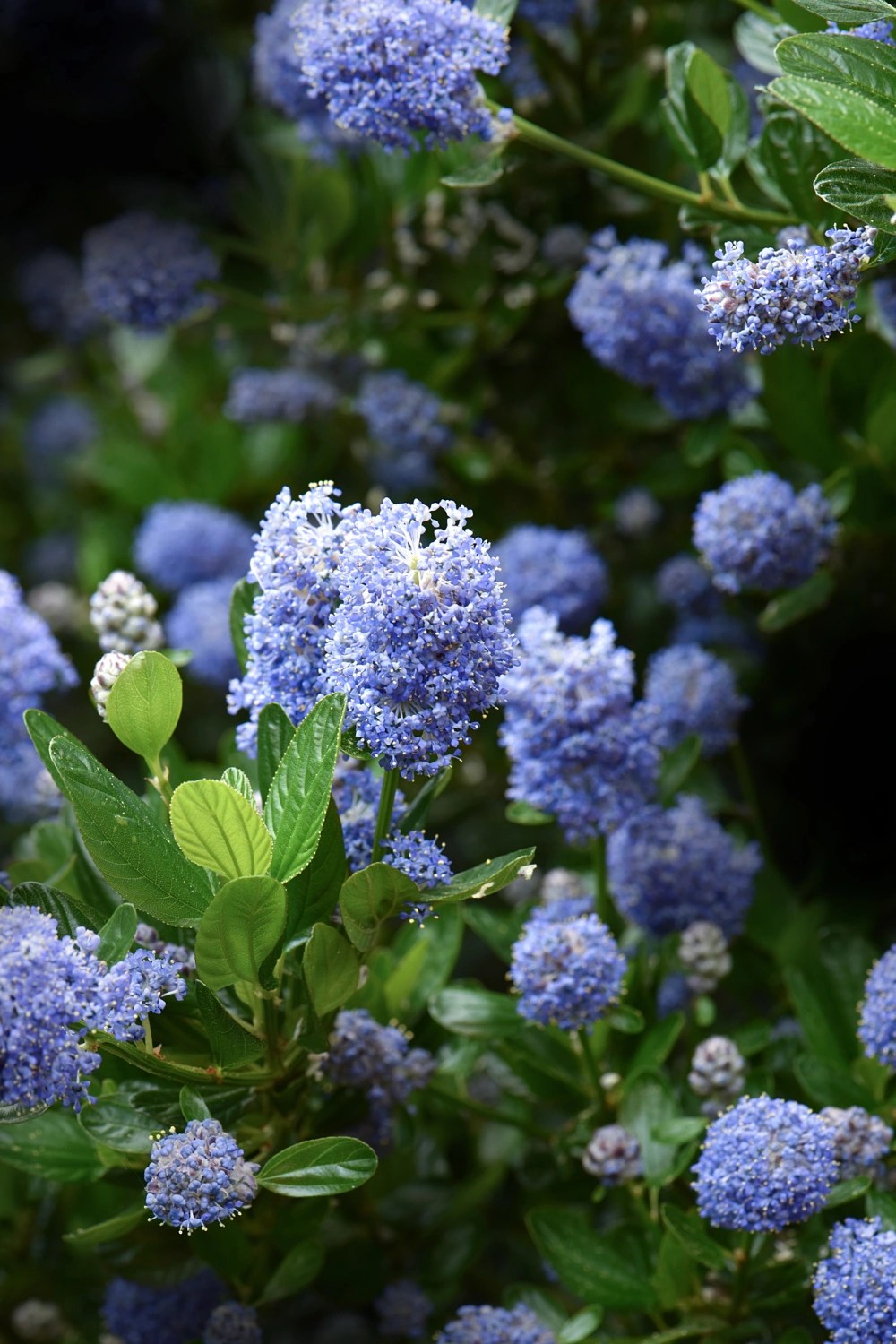 Ceanothus