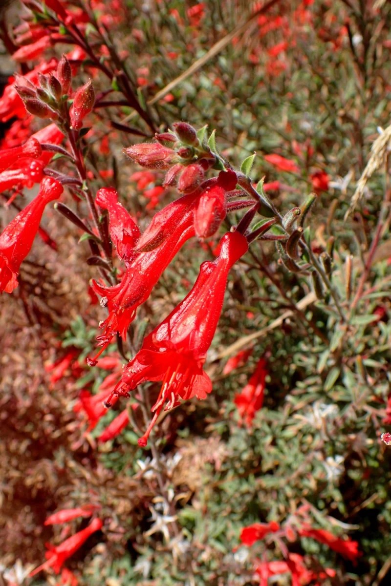 Epilobium canum