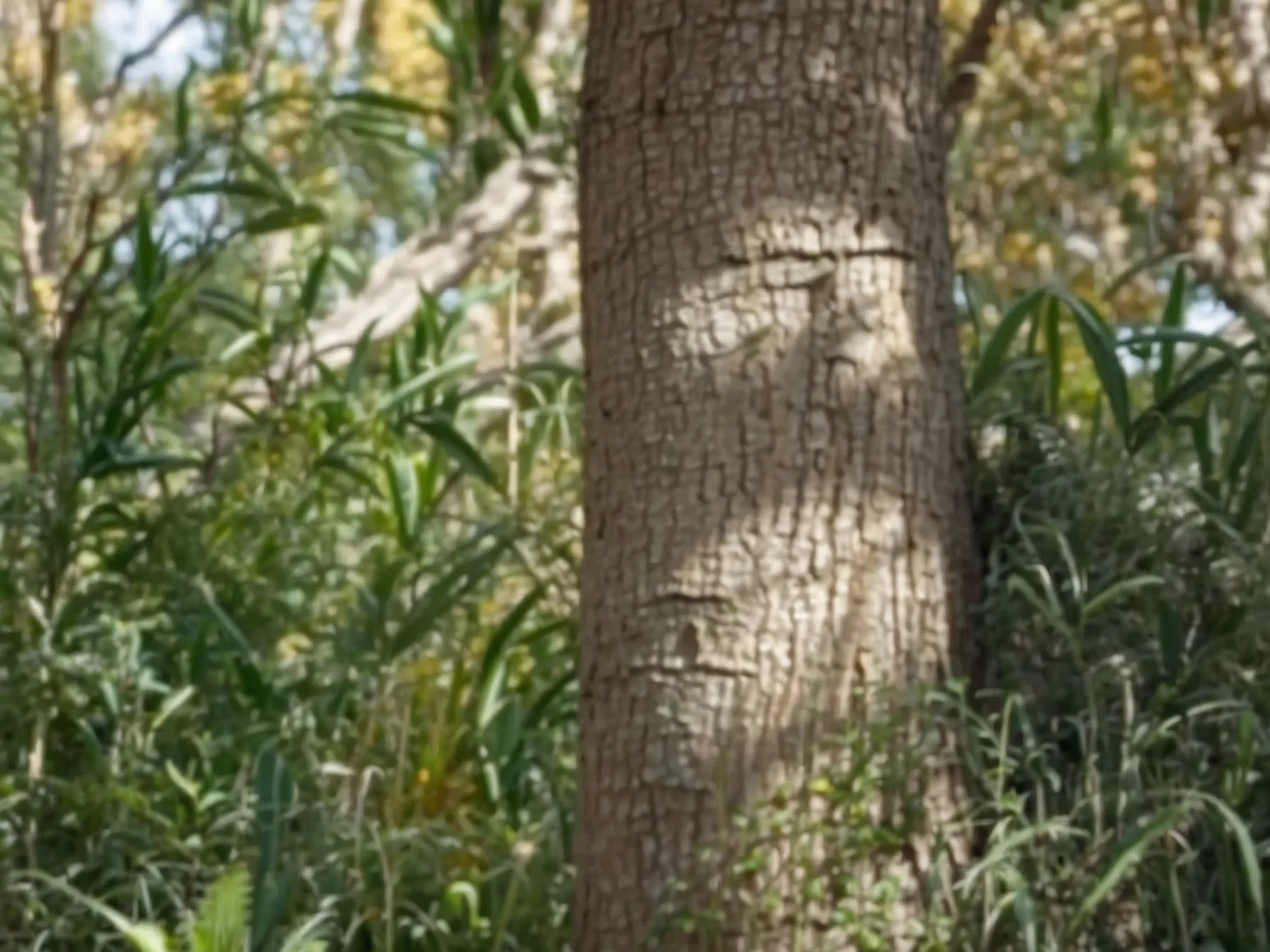 Silk Tree Bark Benefits A Natural Remedy for Anxiety, Inflammation, and More Gardening