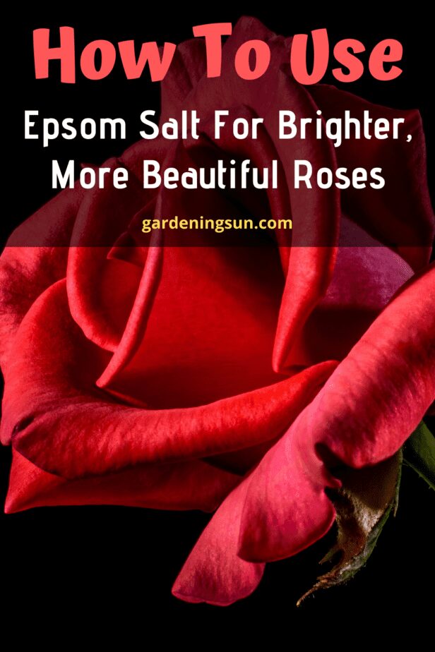How To Use Epsom Salt For Brighter, More Beautiful Roses Gardening Sun