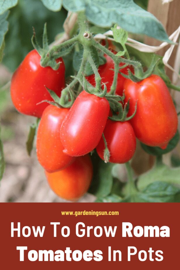 How To Grow Roma Tomatoes In Pots Gardening Sun