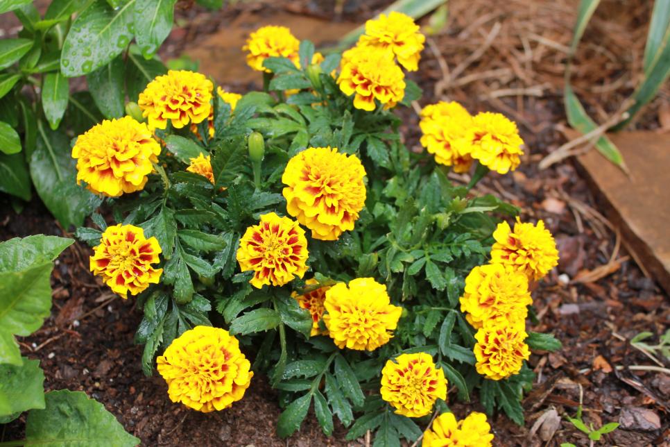 6 of the Easiest Annual Flowers to Grow from Seed Gardening Sun