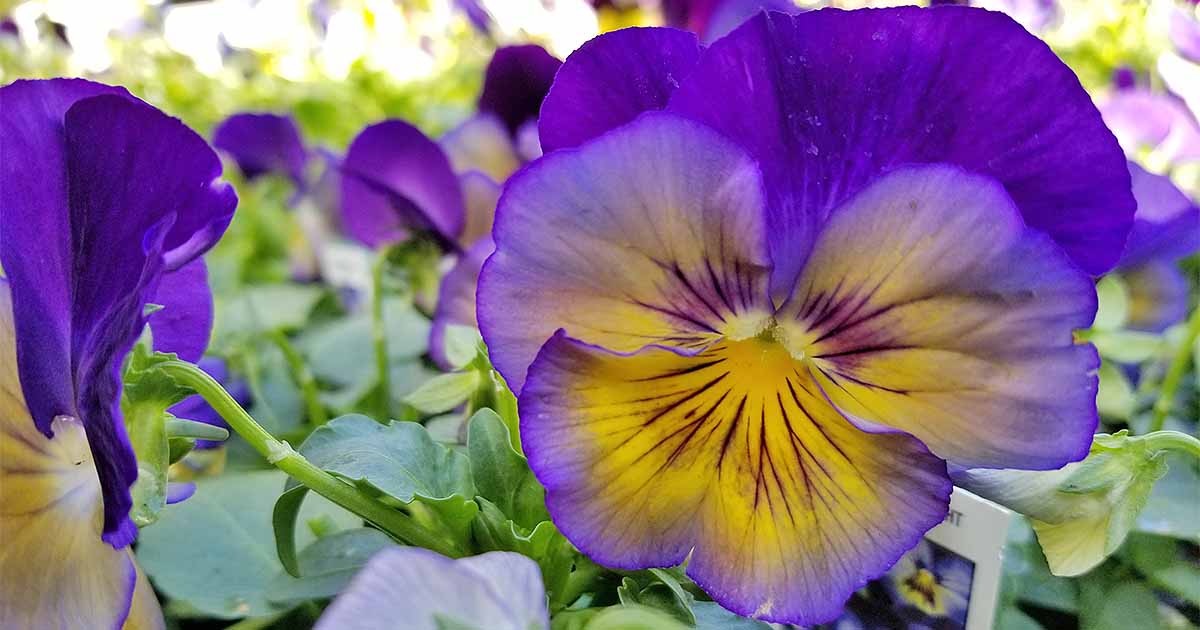 How to Grow Amazing Pansies that Will Color Your Landscape Gardening Sun