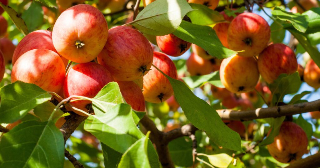 How to Grow Apple Trees From Seed Gardening Sun