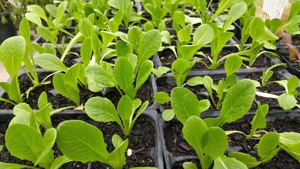 Basics of Organic Gardening.
