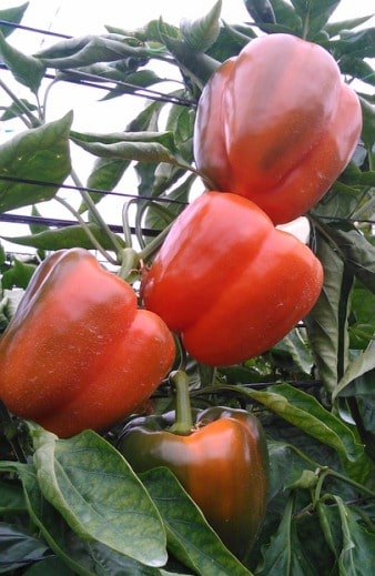 Red Bell Peppers.