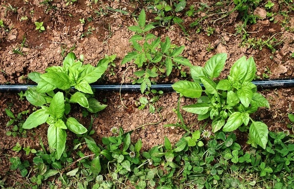 Watering Organic Garden.