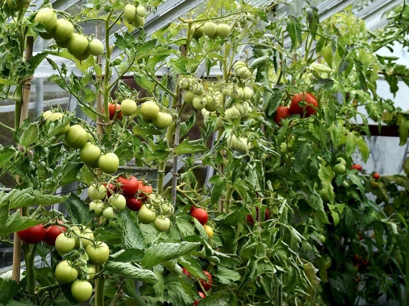 Basic Care of Hydroponic Tomato Plants.