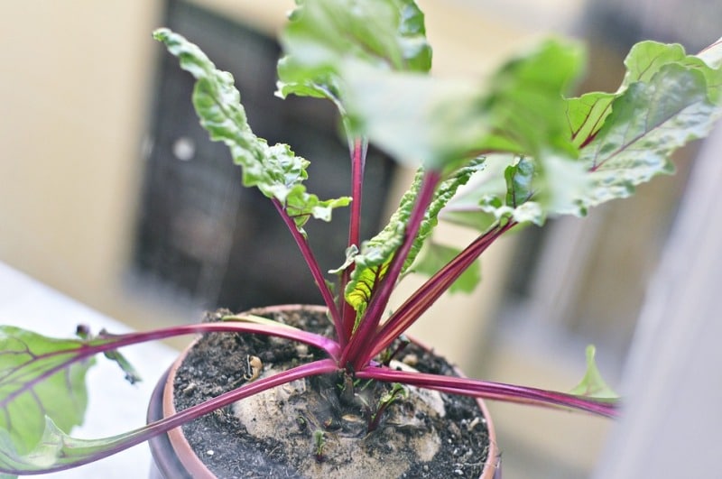 Beetroot Plant.