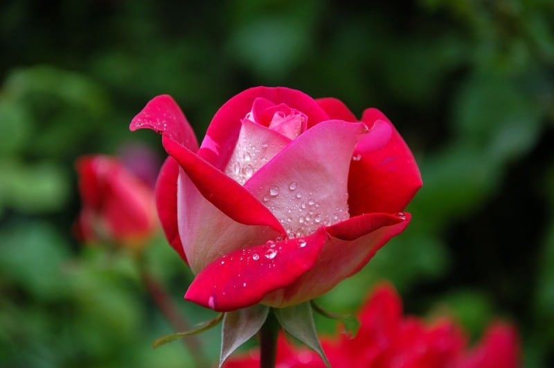 Rose Classification, Rose Species; Rose Varieties Gardening Tips