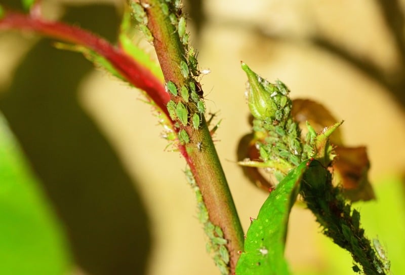 Garden Aphids Control Methods A Complete Guide Gardening Tips
