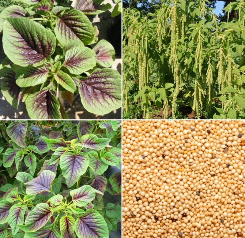 How To Grow Thotakura (Amaranth) In Pots Gardening Tips