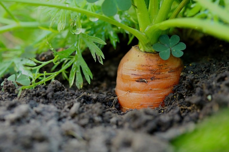 Planting Carrots in Pots A Complete Guide Gardening Tips