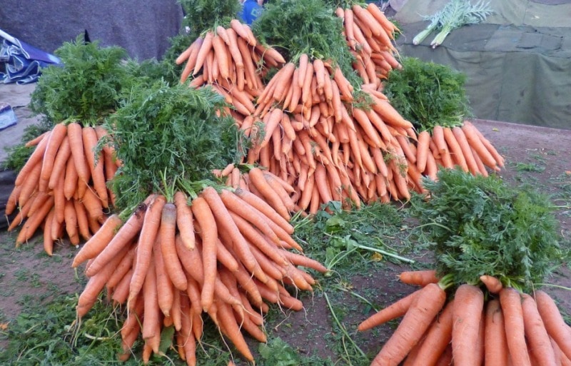Planting Carrots in Pots A Complete Guide Gardening Tips