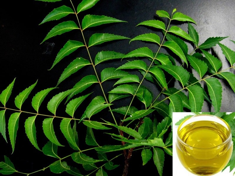 Neem Oil Pesticide Formulation.