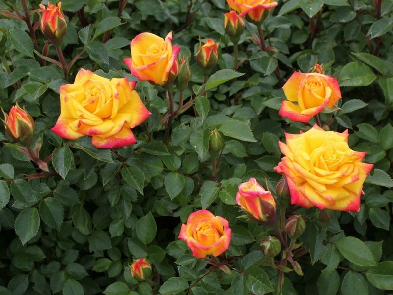 Rose Classification, Rose Species; Rose Varieties Gardening Tips